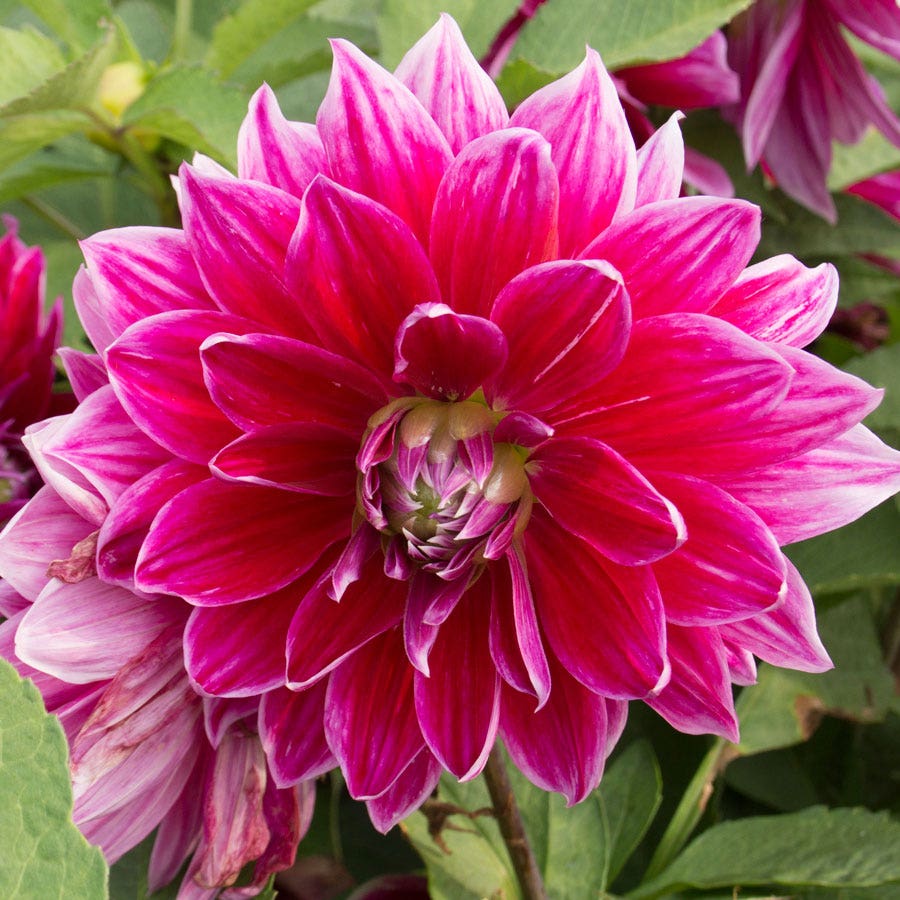 Dahlia Mero Star Decorative Dahlia Bulb