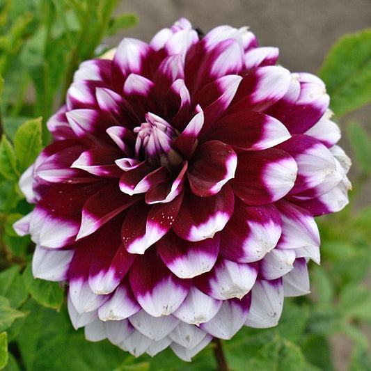 Dahlia Mystery Day Dinner Plate Dahlia Bulb