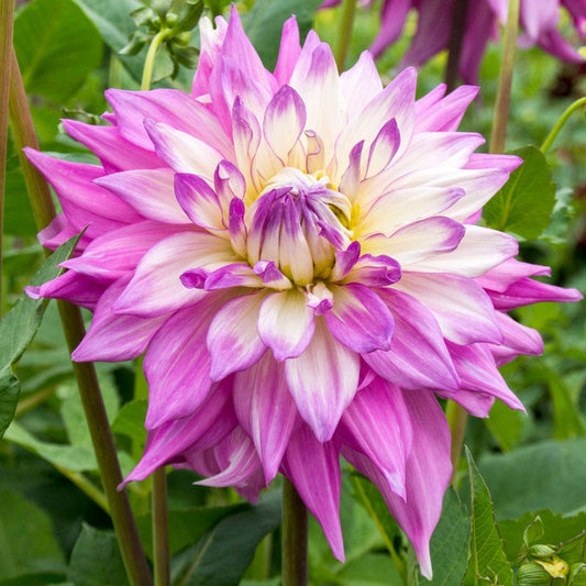 Dahlia Sir Alfred Ramsey Dinner Plate Dahlia Bulb