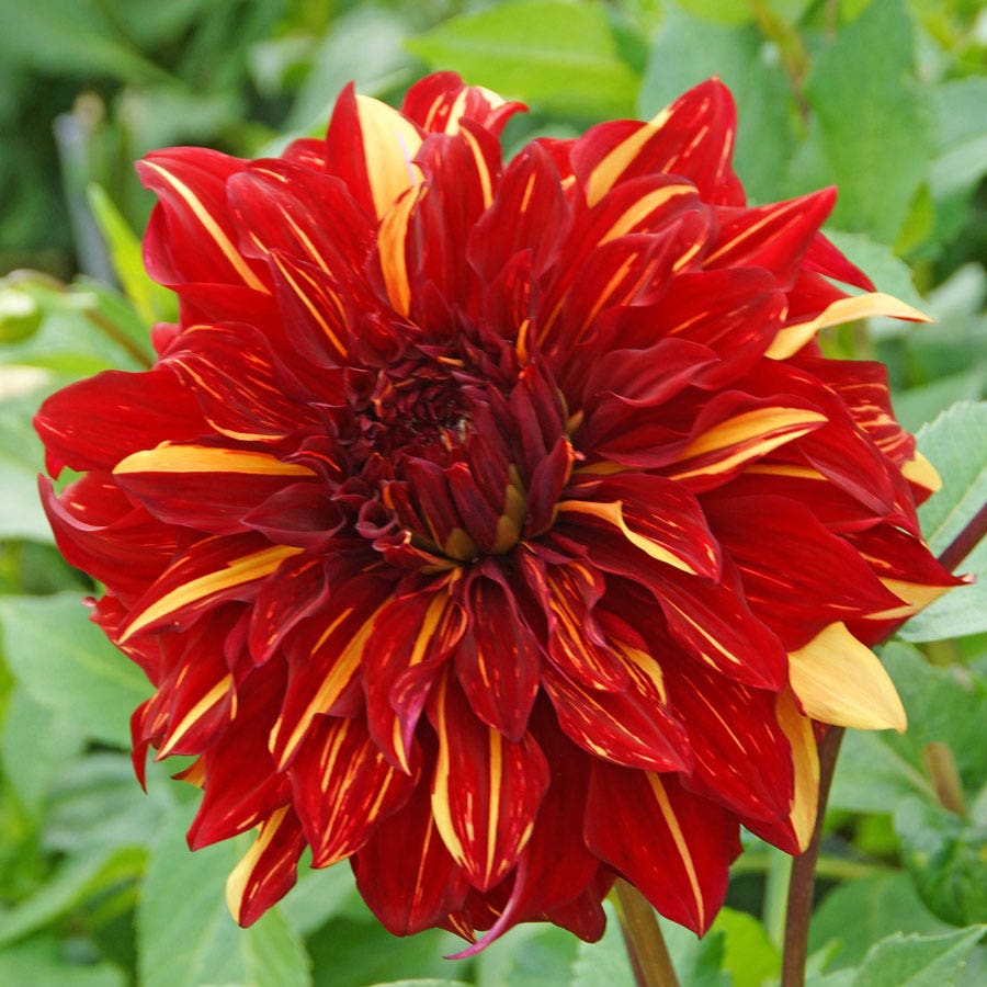 Dahlia Bohemian Spartacus Dinner Plate Dahlia Bulb