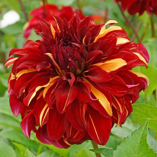 Dahlia Bohemian Spartacus Dinner Plate Dahlia Bulb