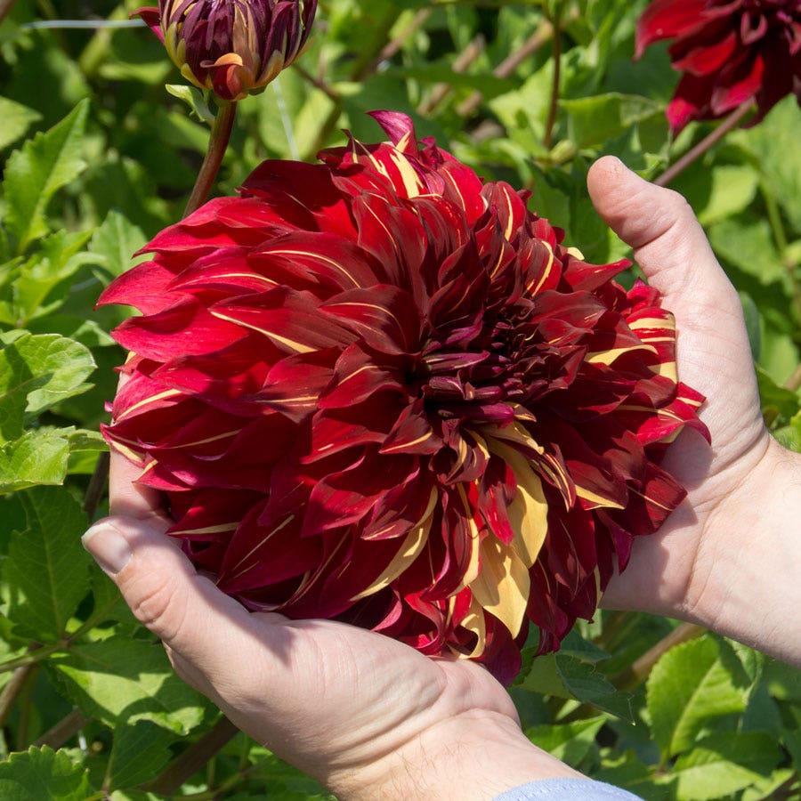 Dahlia Bohemian Spartacus Dinner Plate Dahlia Bulb