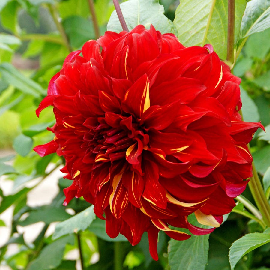 Dahlia Bohemian Spartacus Dinner Plate Dahlia Bulb