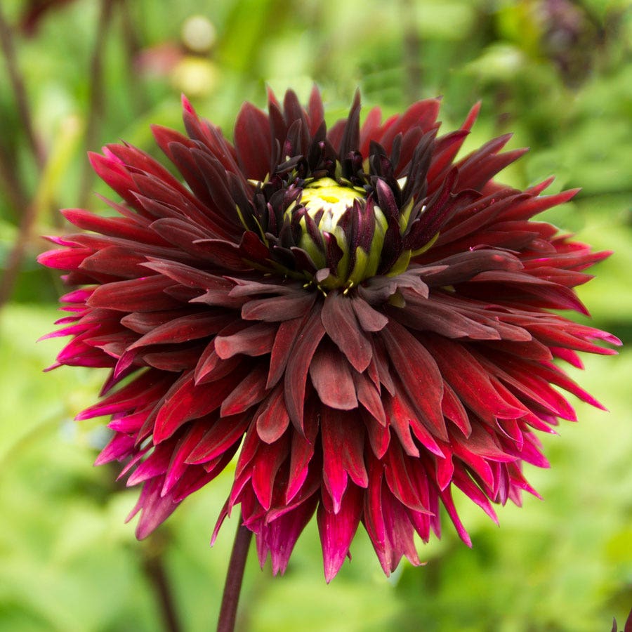 Dahlia Black Touch Fimbriata (Decorative x Semi Cactus) Dahlia Bulb
