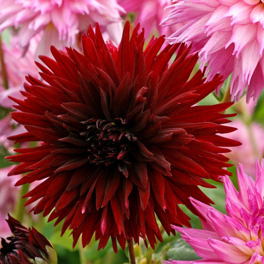 Dahlia Black Touch Fimbriata (Decorative x Semi Cactus) Dahlia Bulb