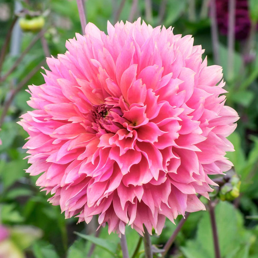 Sakura Fubuki Dahlia