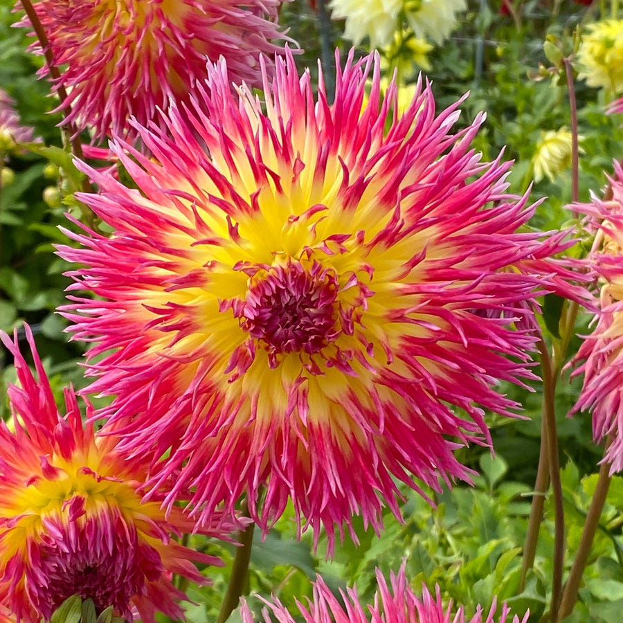 Dahlia Lindsay Michelle (Decorative x Semi Cactus) Dahlia Bulb