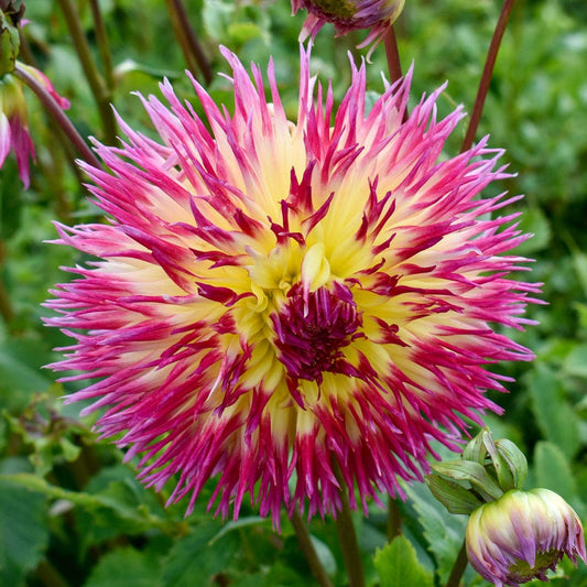 Dahlia Lindsay Michelle (Decorative x Semi Cactus) Dahlia Bulb