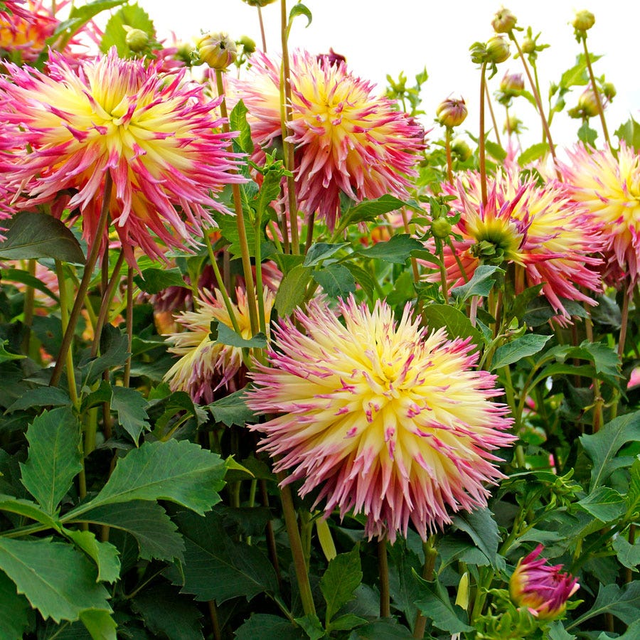 Dahlia Lindsay Michelle (Decorative x Semi Cactus) Dahlia Bulb
