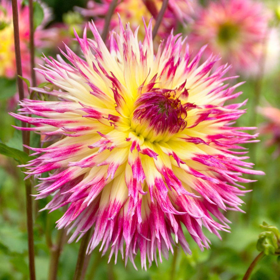 Dahlia Lindsay Michelle (Decorative x Semi Cactus) Dahlia Bulb
