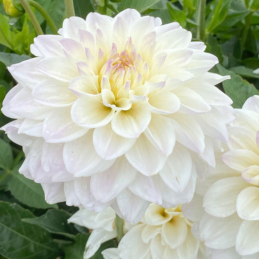 White Dahlia GoGo Decorative Dahlia Bulb