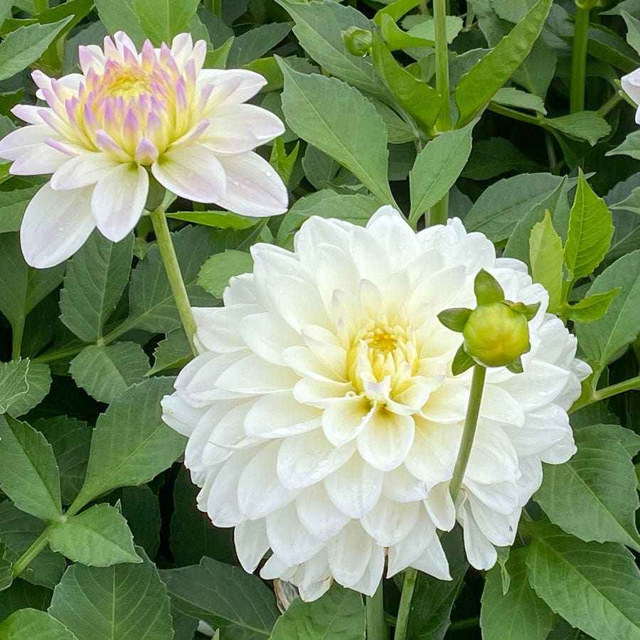White Dahlia GoGo Decorative Dahlia Bulb
