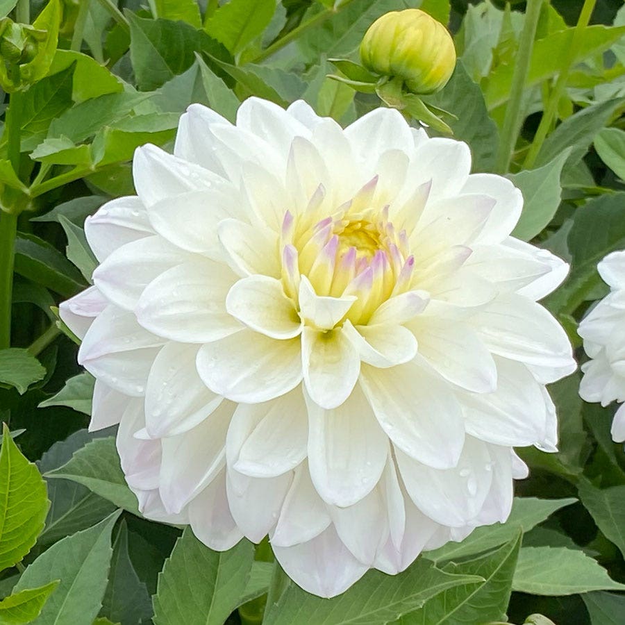 White Dahlia GoGo Decorative Dahlia Bulb