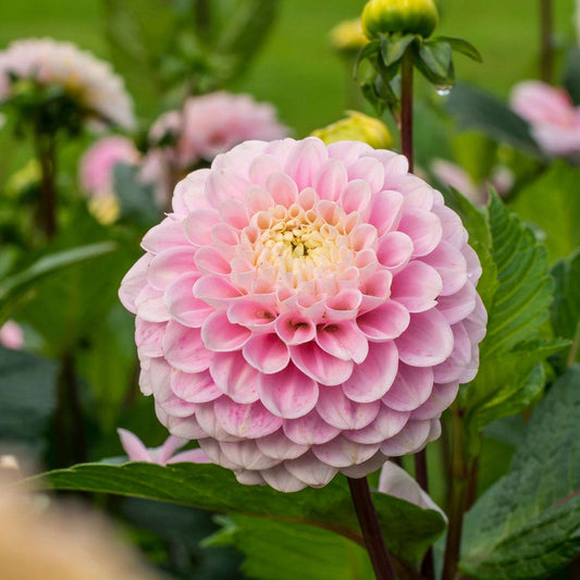 Dahlia Wizard of Oz Pompon Dahlia Bulb