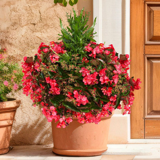 Blooming Block Standard Mix Begonia Viking Cascade