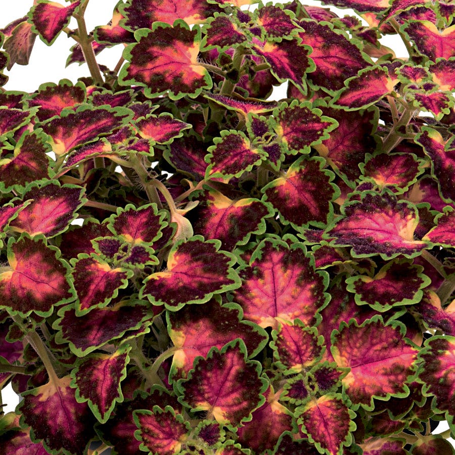 Blooming Block Standard Mix Begonia Viking Cascade