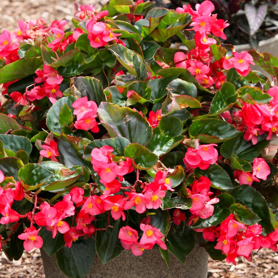 Blooming Block Standard Mix Begonia Viking Cascade