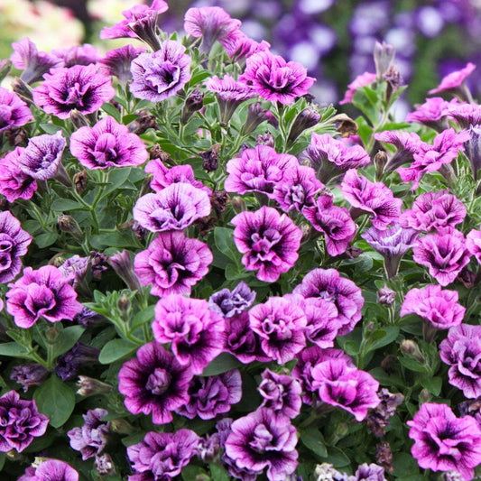 Blooming Block Premium Mix Double Bliss Bee Oasis