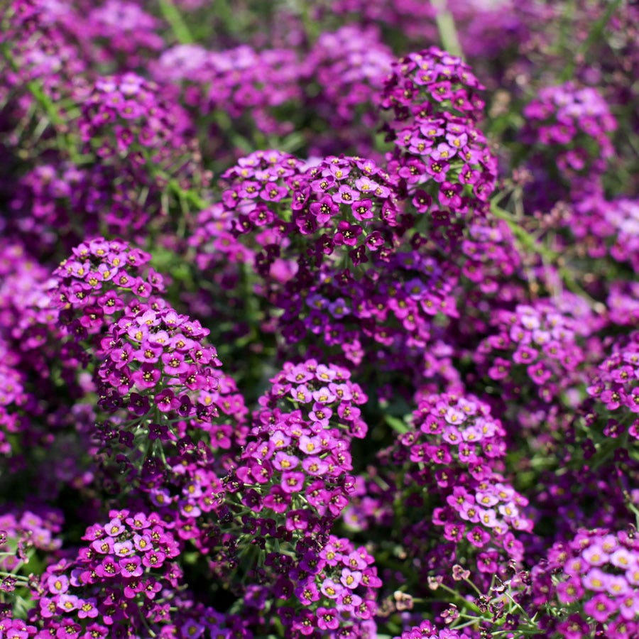 Blooming Block Premium Mix Double Bliss Bee Oasis