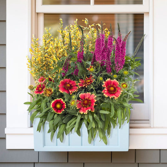 Blooming Block Perennial Mix Peach Cobbler