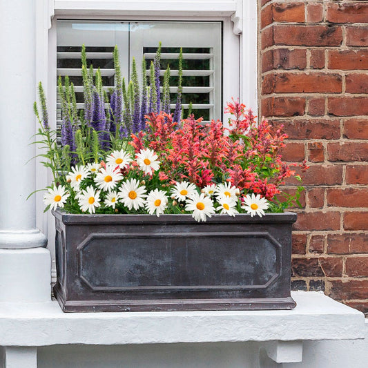Blooming Block Perennial Mix Stars & Stripes