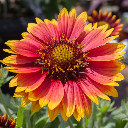 Blooming Block Perennial Mix Butterfly Alert