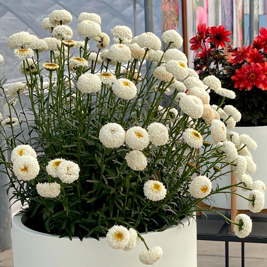 planting shasta daisy in pots Leucanthemum Realflor® 'Real Tiny Bubbles' Shasta Daisy