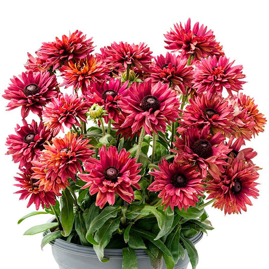 Rudbeckia Rodeo™ Double Red Black-Eyed Susan