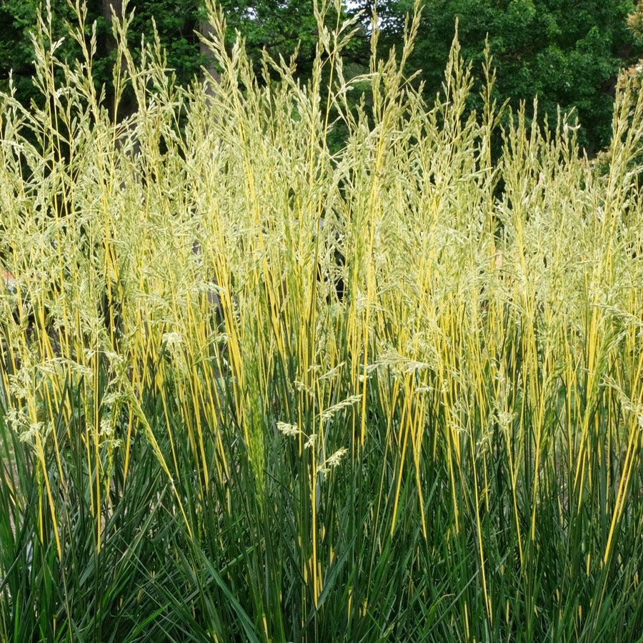 Festuca 'Glow Sticks' Ornamental Tall Fescue