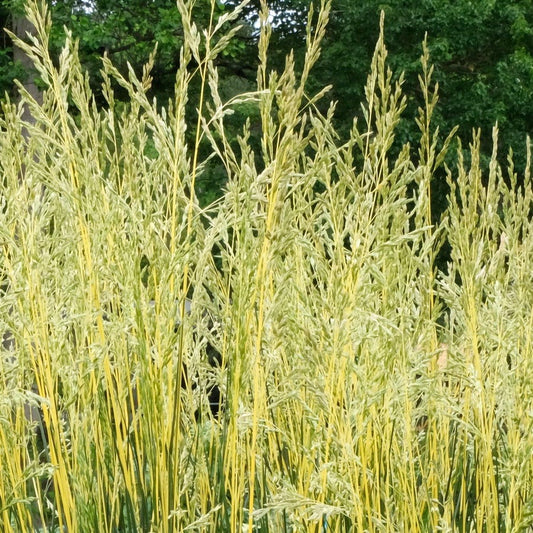 Festuca 'Glow Sticks' Ornamental Tall Fescue