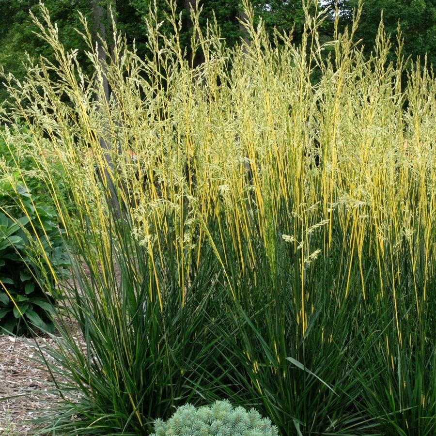 Festuca 'Glow Sticks' Ornamental Tall Fescue