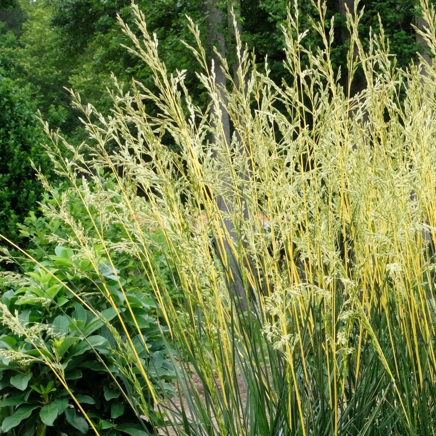 Festuca 'Glow Sticks' Ornamental Tall Fescue