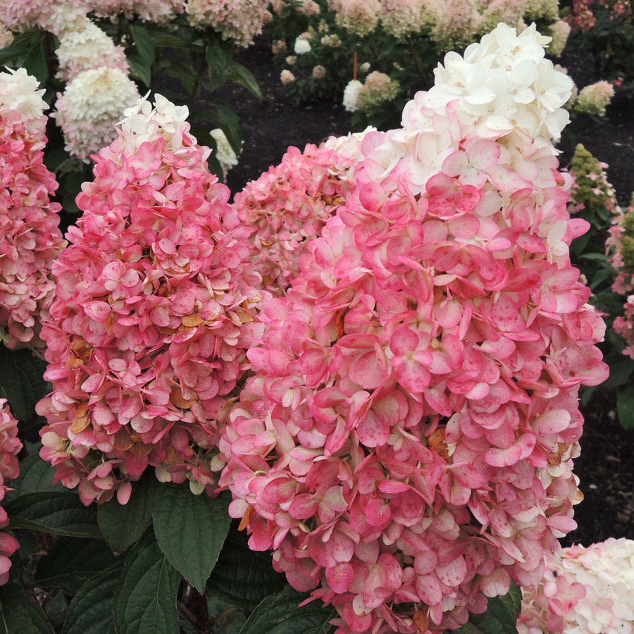 Hydrangea Magical® Ruby Snow Panicle Hydrangea