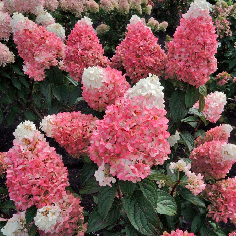 Hydrangea Magical® Ruby Snow Panicle Hydrangea