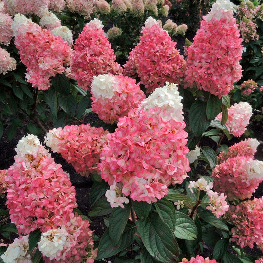 Hydrangea Magical® Ruby Snow Panicle Hydrangea