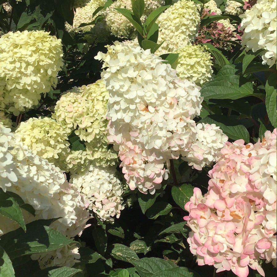 Hydrangea Magical® Ruby Snow Panicle Hydrangea