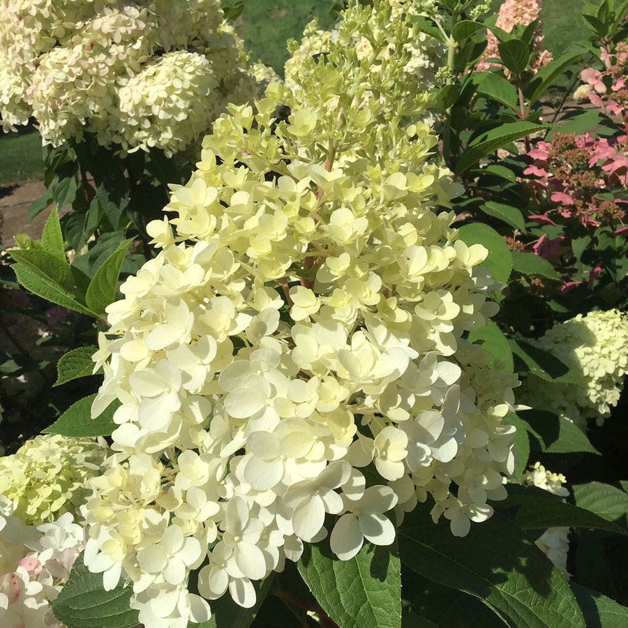 Hydrangea Magical® Ruby Snow Panicle Hydrangea