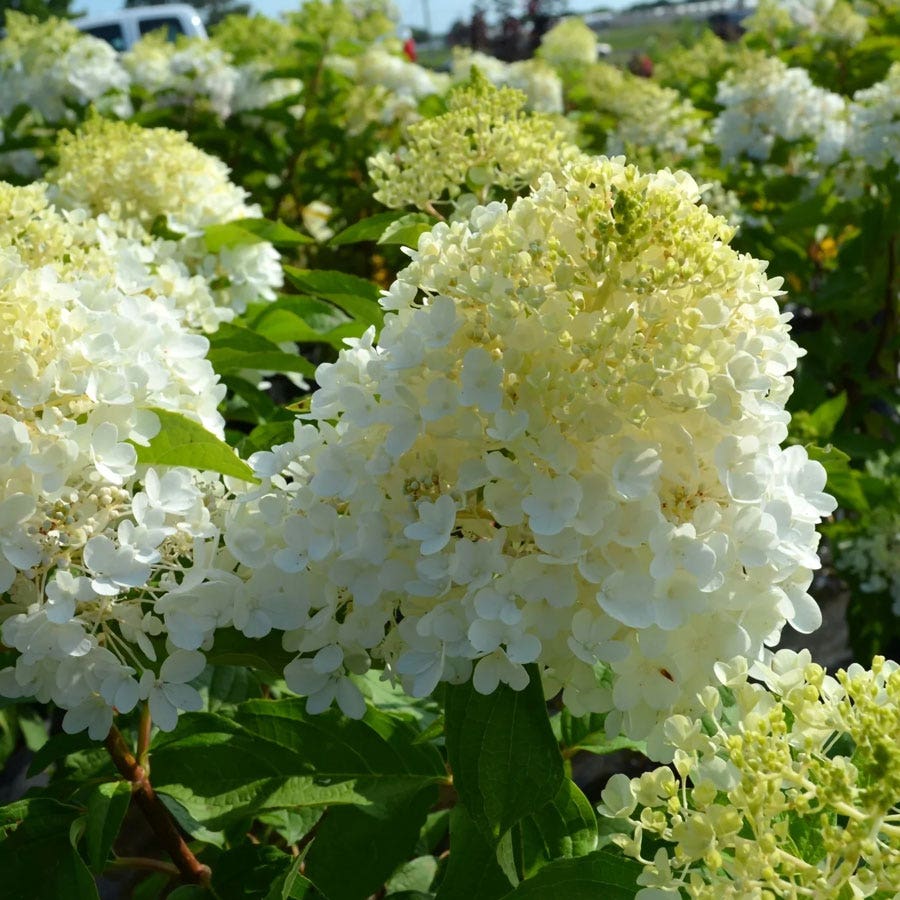 Hydrangea Magical® Ruby Snow Panicle Hydrangea
