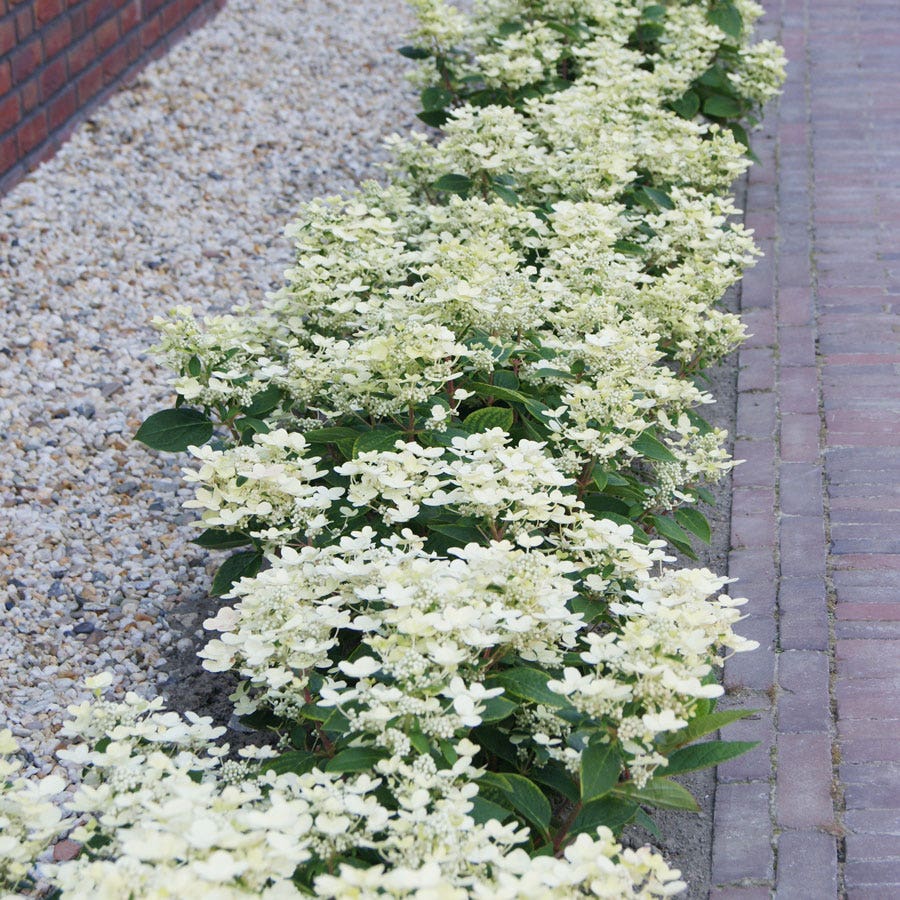 Hydrangea Early Evolution® Panicle Hydrangea