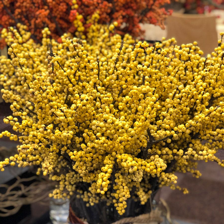 Ilex Magical® Citronella Winterberry