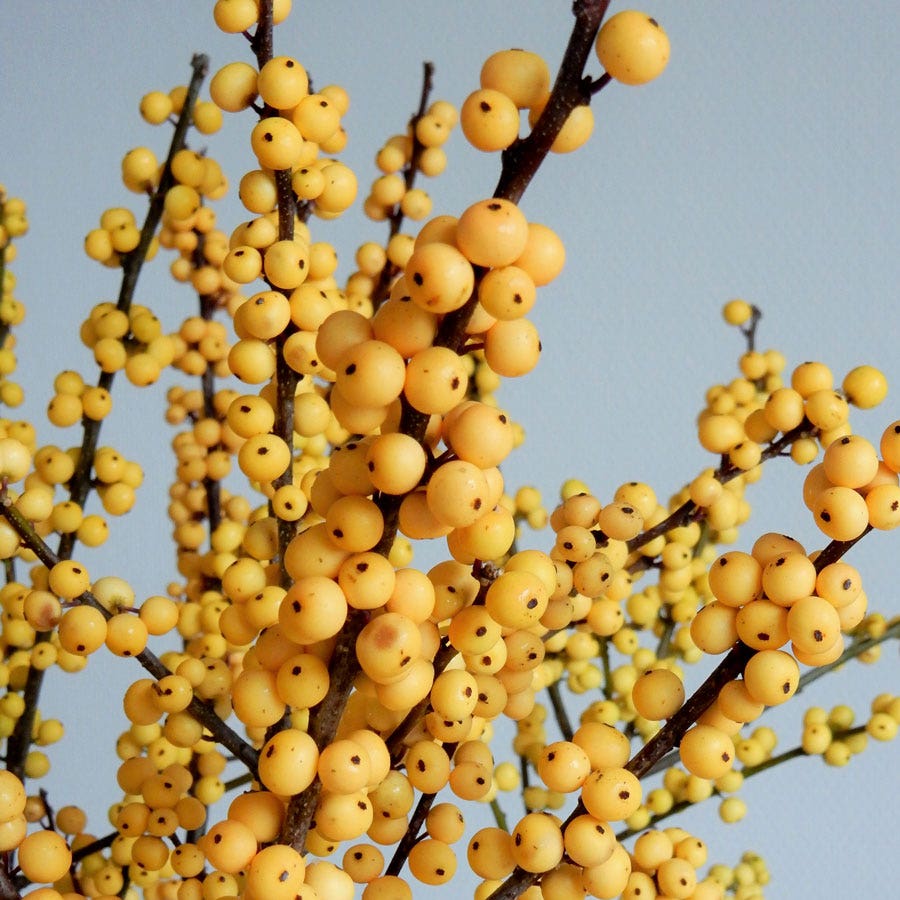 Ilex Magical® Citronella Winterberry