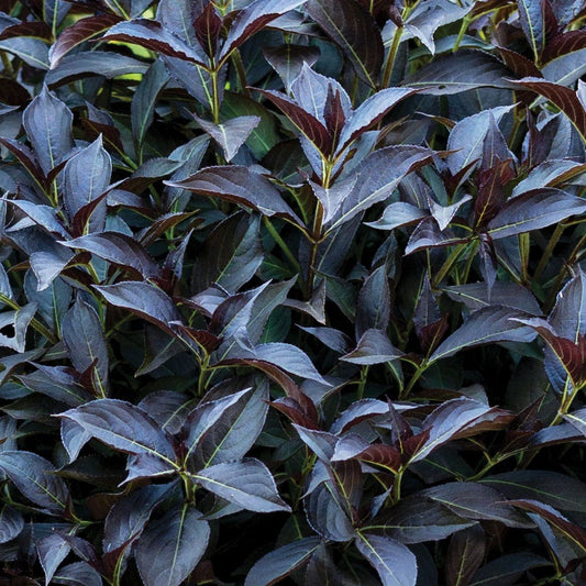 Weigela Prism™ Arabian Nights