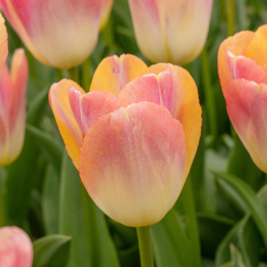 Tulipa Kunyun Tulip Bulbs