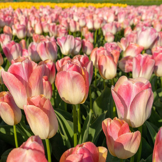 Tulipa Kunyun Tulip Bulbs