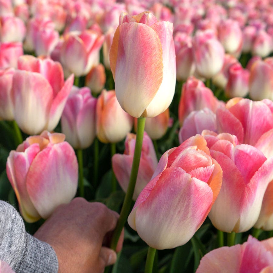 Tulipa Kunyun Tulip Bulbs
