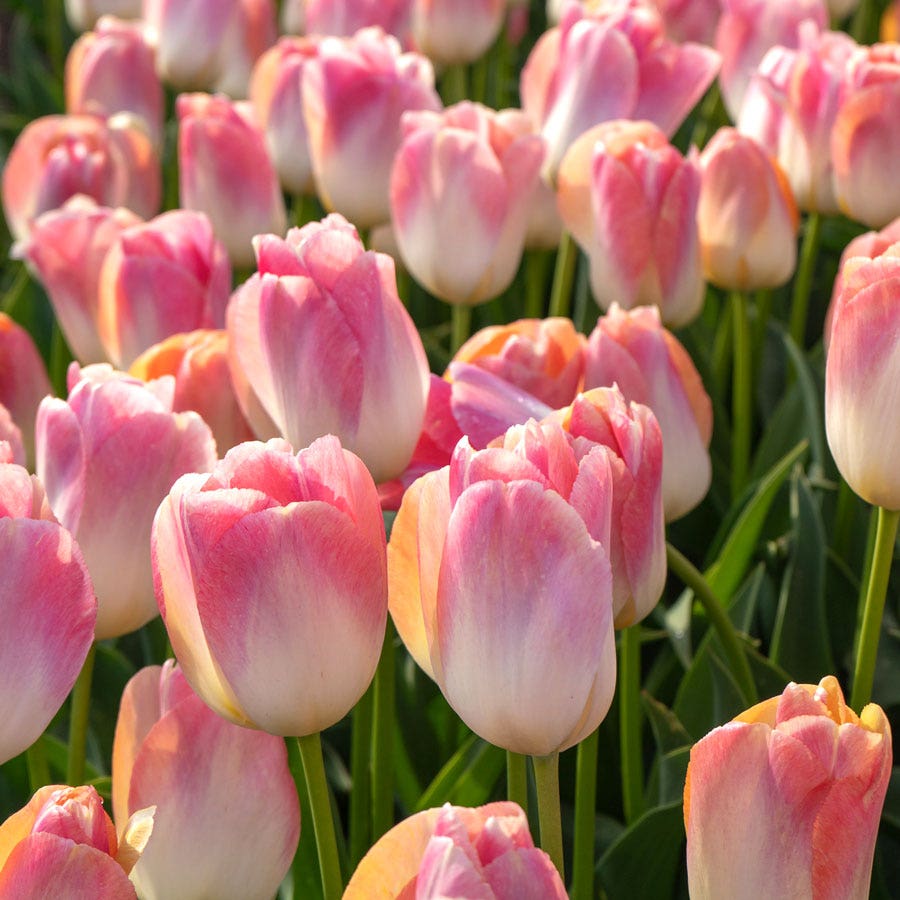 Tulipa Kunyun Tulip Bulbs