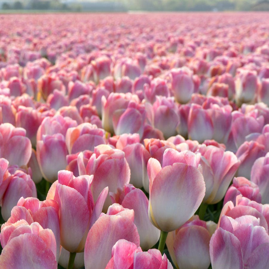 Tulipa Kunyun Tulip Bulbs