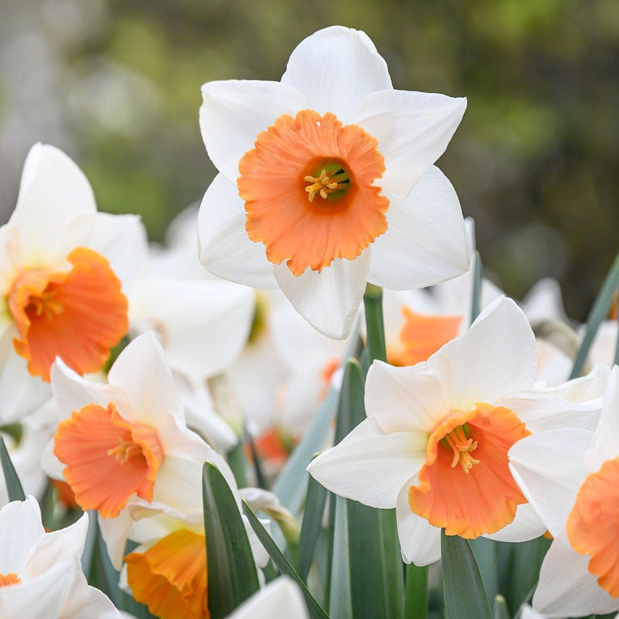 Narcissus Chromacolor Daffodil Bulbs