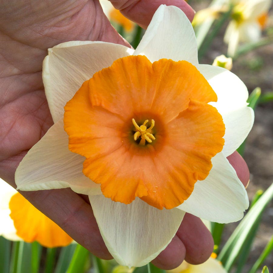 Narcissus Chromacolor Daffodil Bulbs