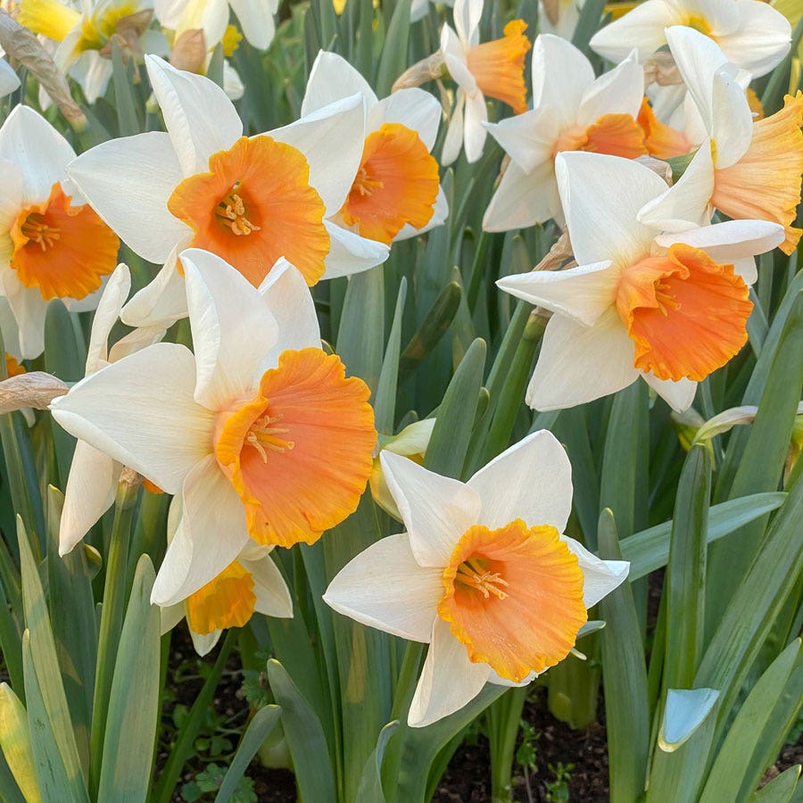 Narcissus Chromacolor Daffodil Bulbs